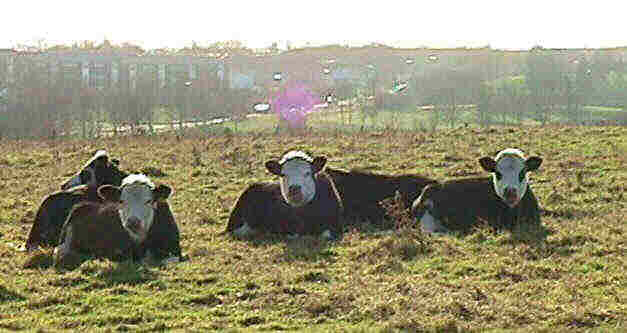 Cows in a nearby field